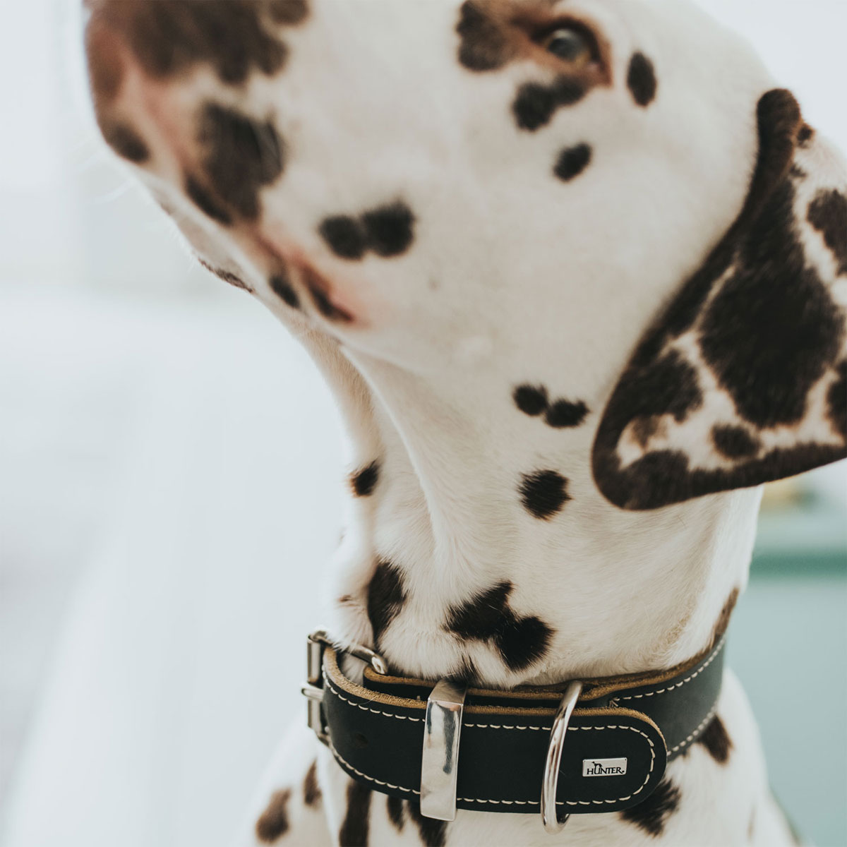 Hunter Halsband Aalborg Special schwarz Größe M Bild 4