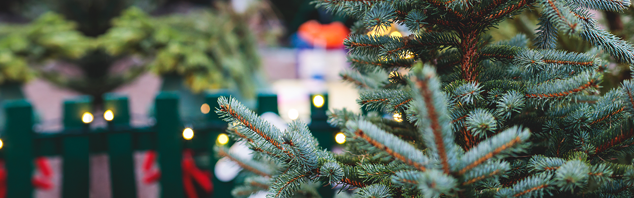 Beleuchteter Tannenbaum, Tannenduft Beleuchteter Tannenbaum, Tannenduft