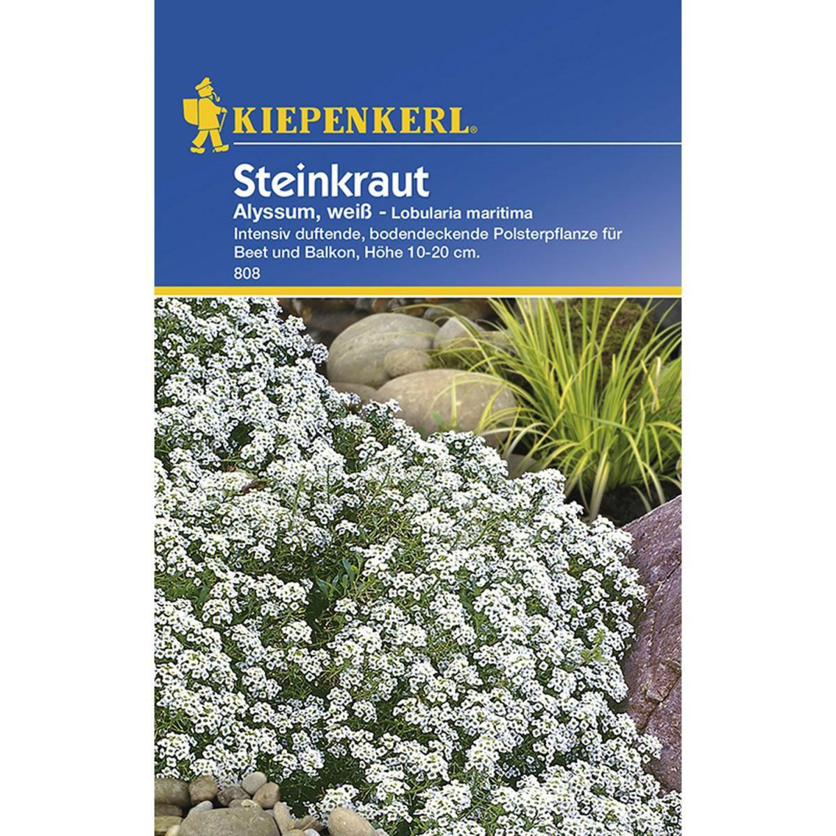 Kiepenkerl Steinkraut Alyssum weiß
