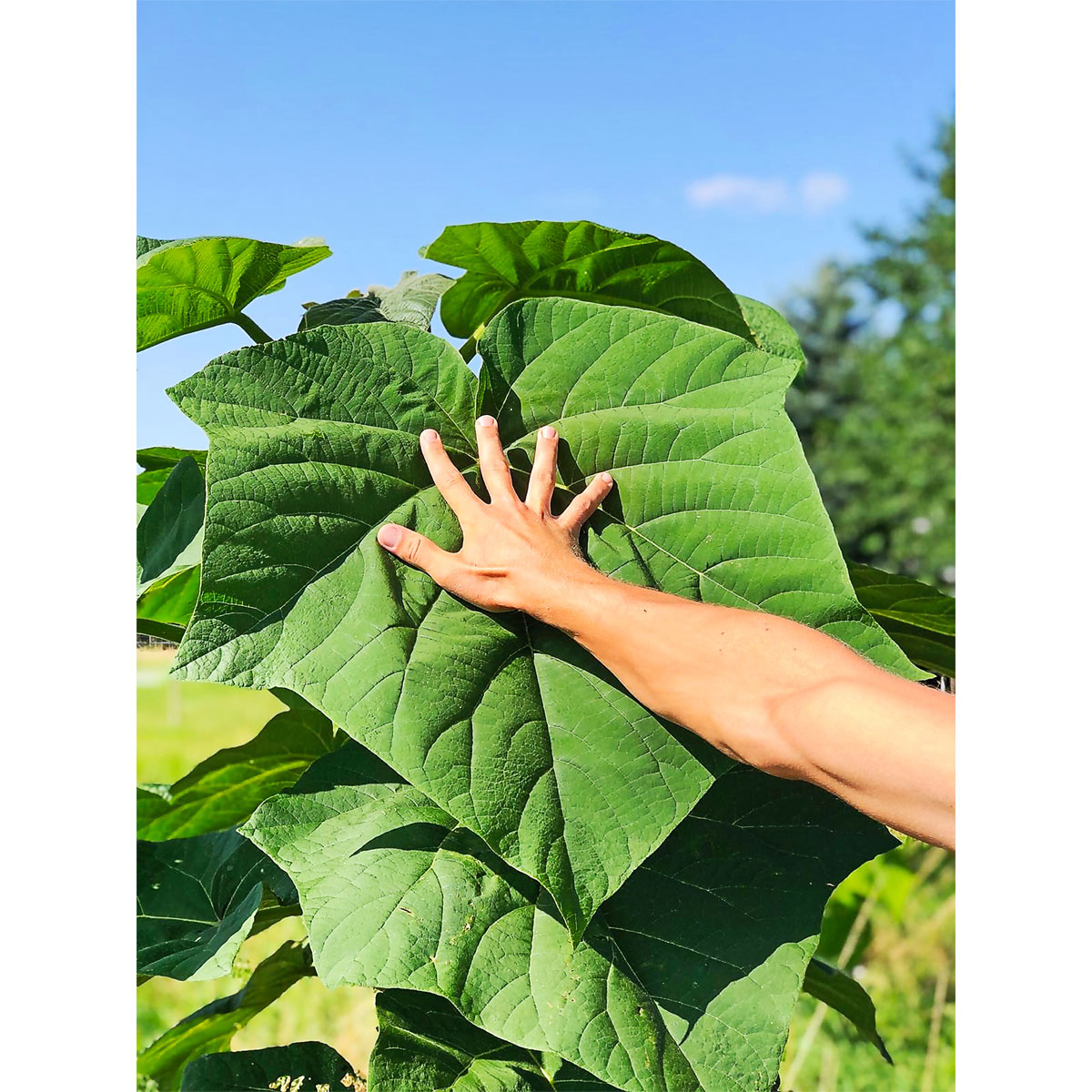 Plantiflor  Bio-CO-Klimabaum Kiri-Baum Topf Durchmesser 21 cm Bild 4