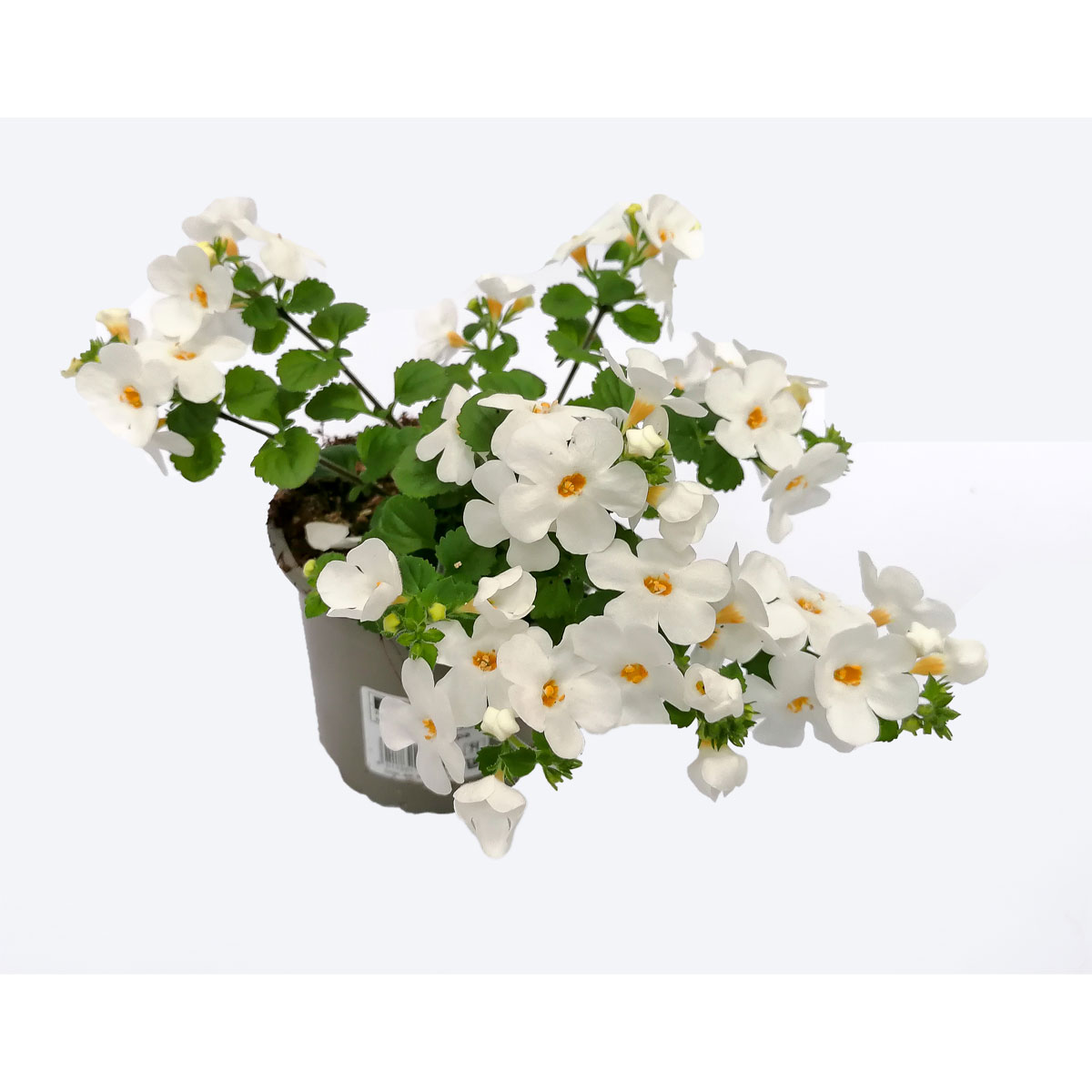 Plantiflor  Bacopa T10,5