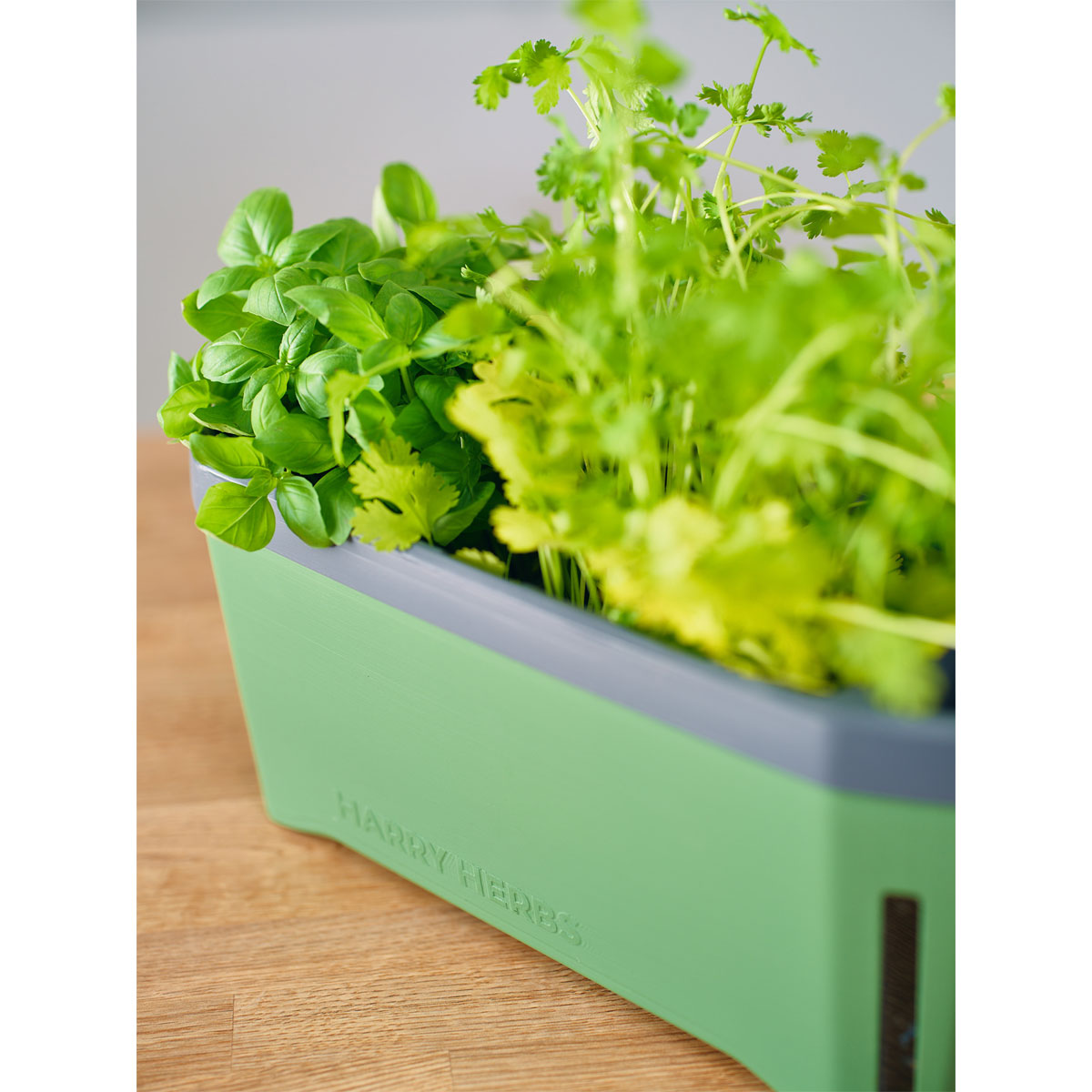 Anzuchtgefäß Harry Herbs mit Deckel dunkelgrün Bild 2