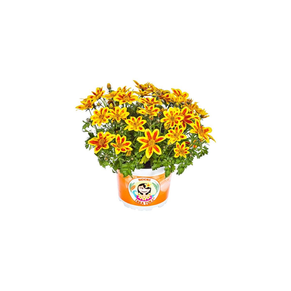 Plantiflor  Goldmarie Taka Tuka Topf Durchmesser 12 cm Bild 2