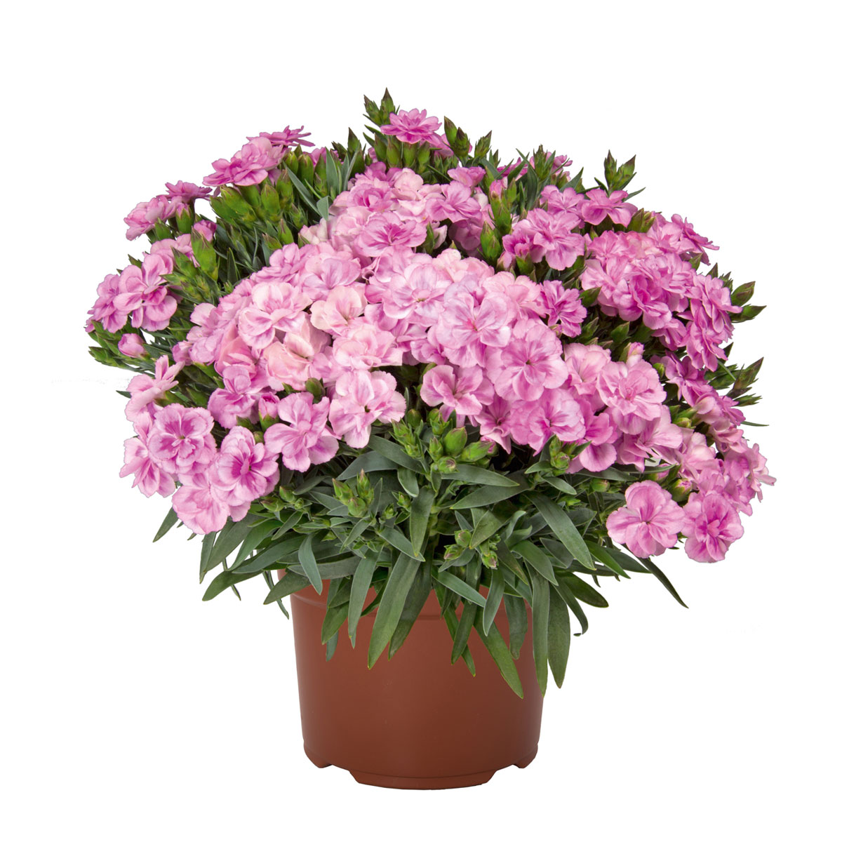 Plantiflor Teneriffanelke verschiedene Farben Topf Durchmesser 9 cm