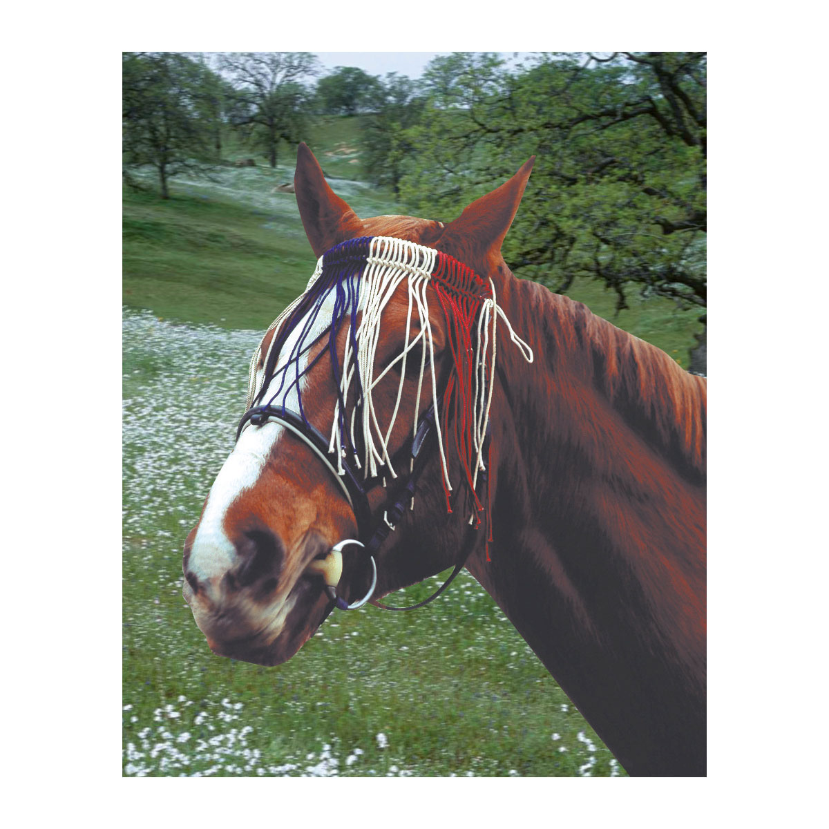 Fliegen-Fransenband Cob rot-blau-weiß Bild 3