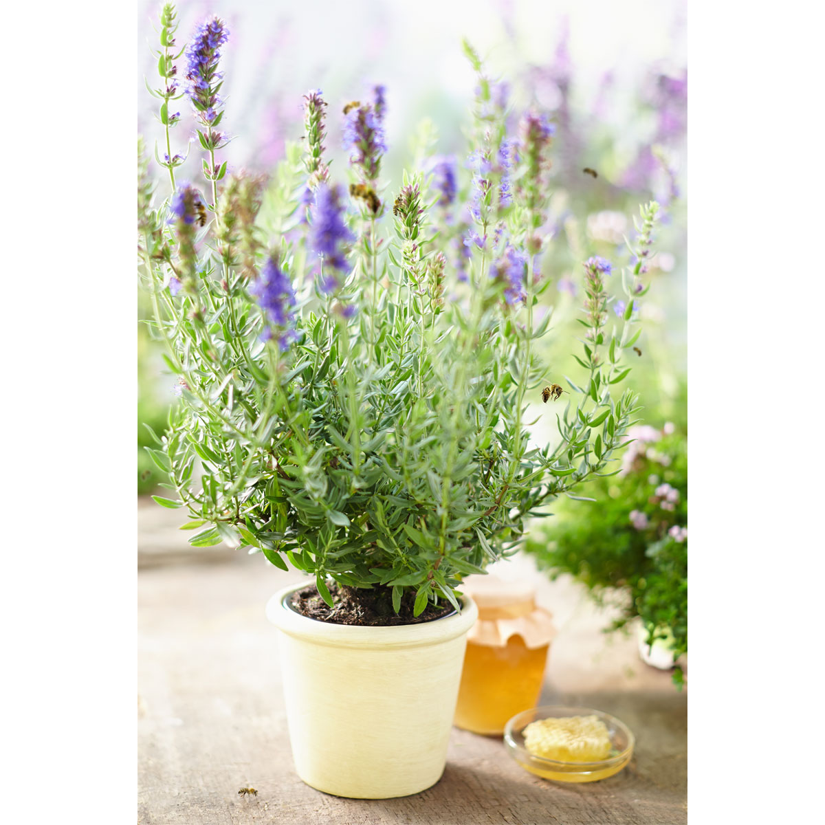 Plantiflor  Bohnenkraut Topf 12 cm Bild 3