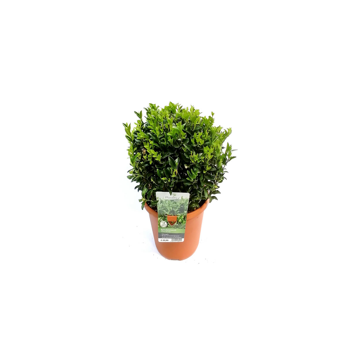 Plantiflor Spindelstrauch Green Wonder 20-30 cm T23 Plantiflor Spindelstrauch Green Wonder 20-30 cm T23