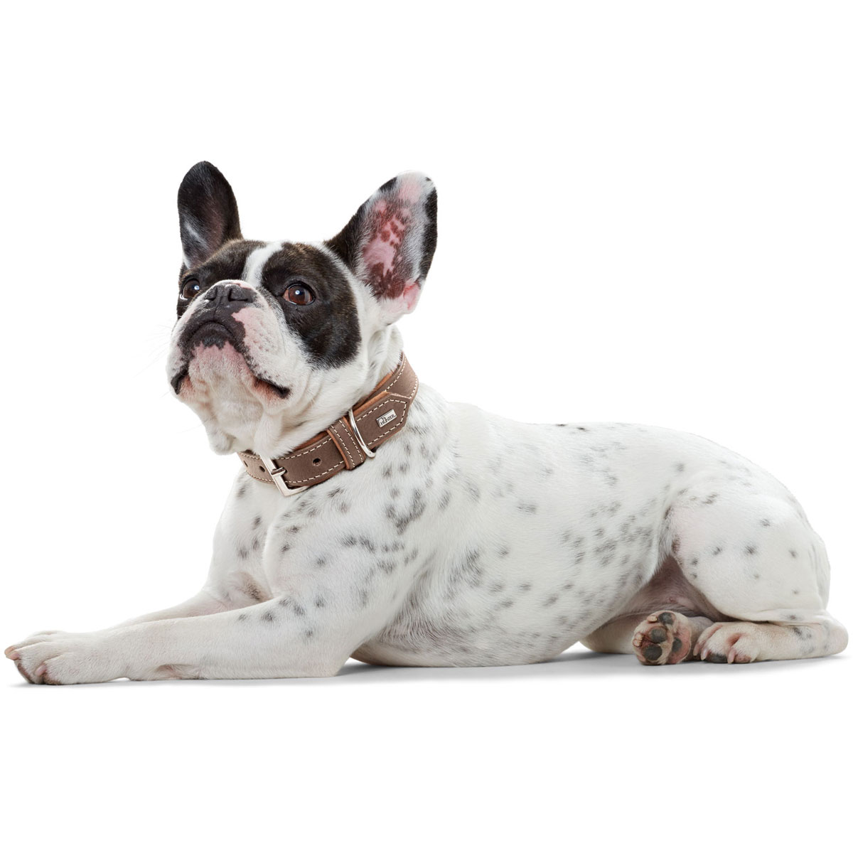 Hunter  Dog Halsband Porto tabak/cognac 37-43 cm Bild 6