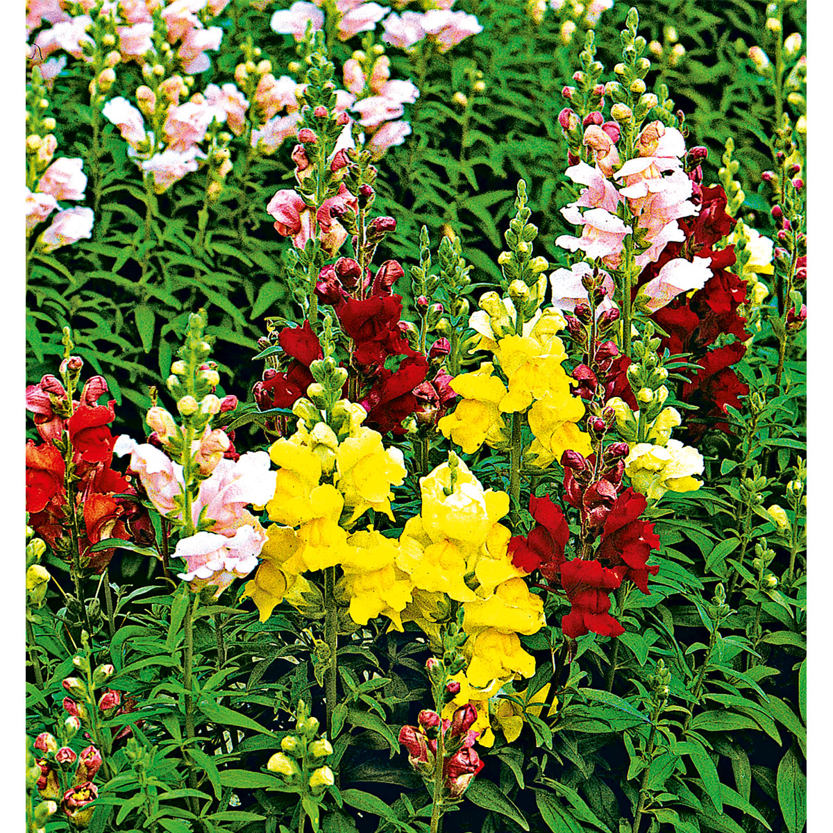 Plantiflor  Löwenmäulchen Topf Durchmesser 13 cm Bild 2