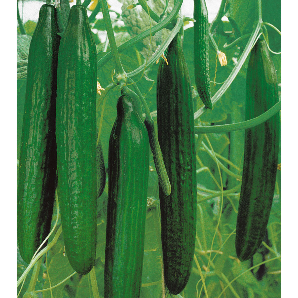 Plantiflor  Schlangengurke plastikfrei Topf 12 cm