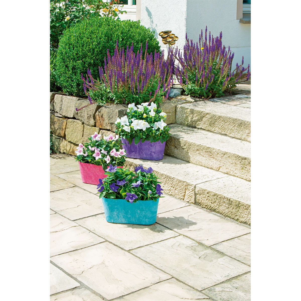 Plantiflor  Ballonblume Ton in Ton Topf- Durchmesser 12 cm Bild 5