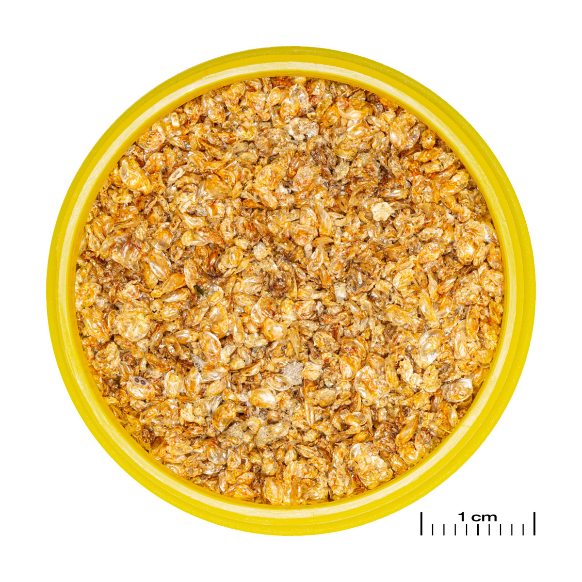 JBL  PRONOVO DAPH 100ml Bild 2