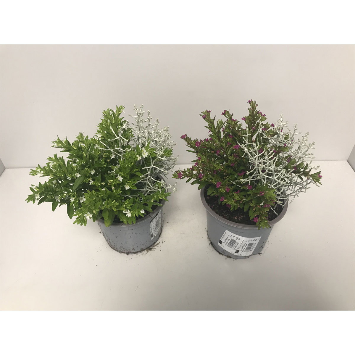 Plantiflor  Stacheldrahtpflanze und Cuphea T13