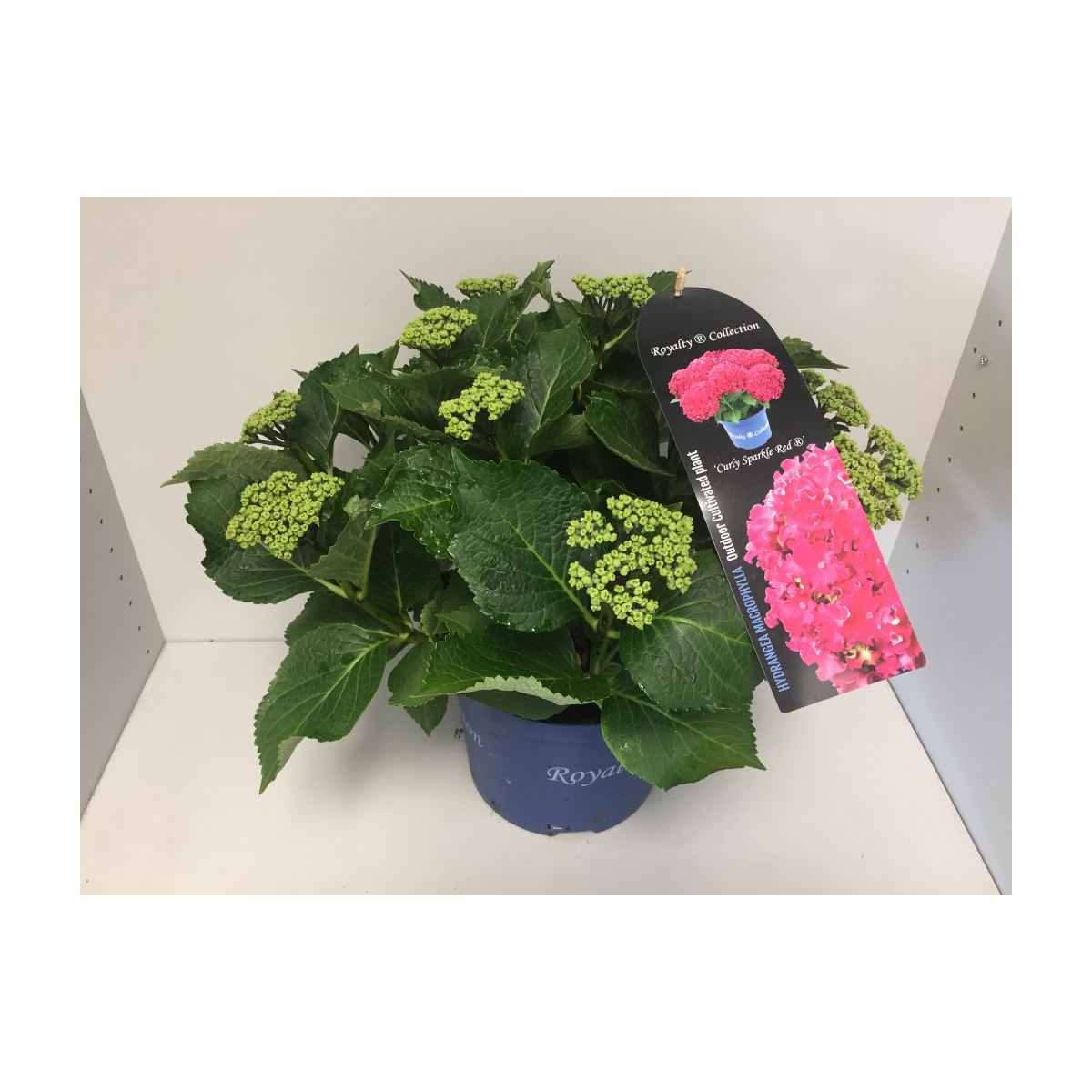 Plantiflor  Bauernhortensie Royalty Collection Topf Durchmesser 23 cm