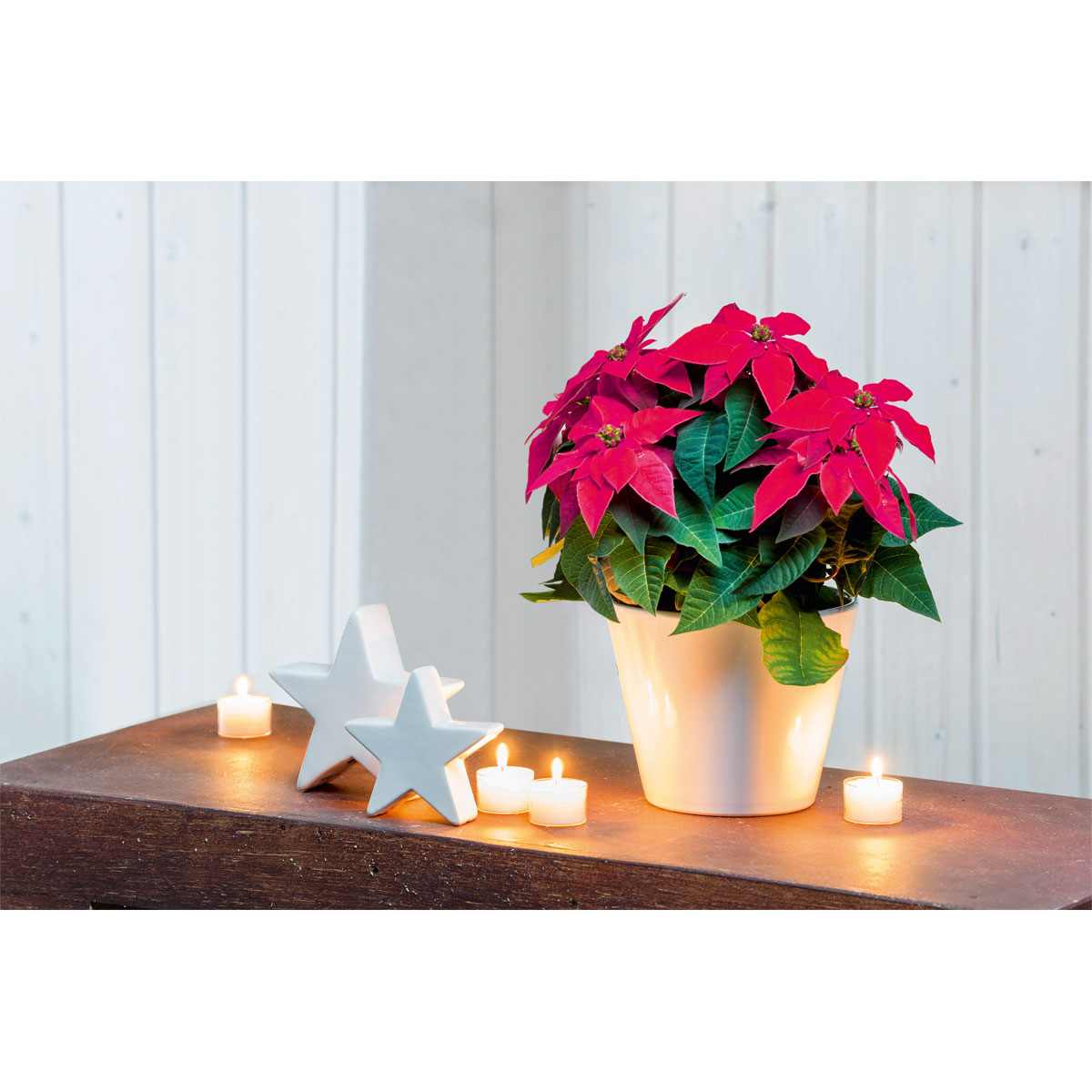 Plantiflor  Weihnachtsstern Euphorbia pulcherrima Midi Bild 3