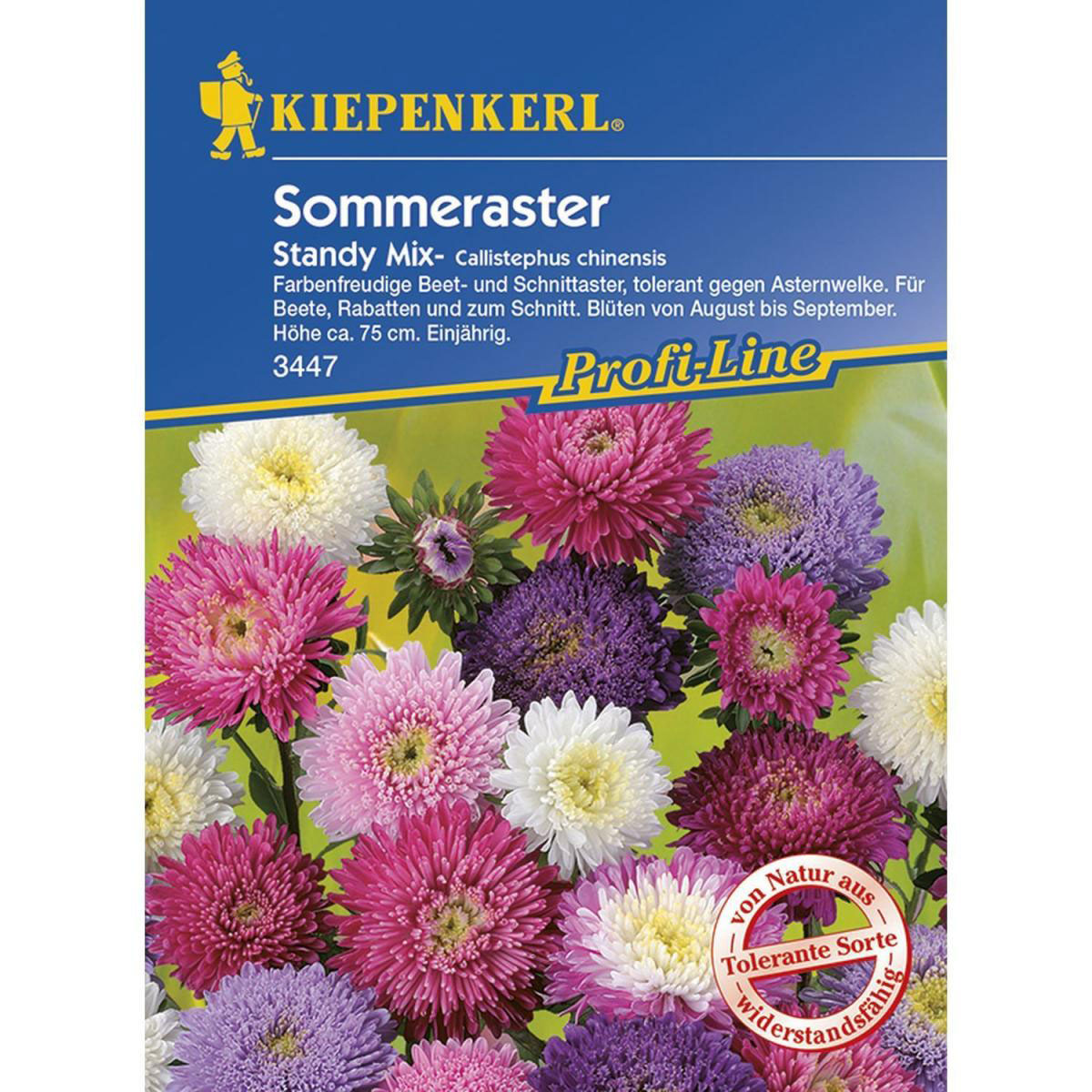 Kiepenkerl Sommeraster Standy Mix Profi-Line