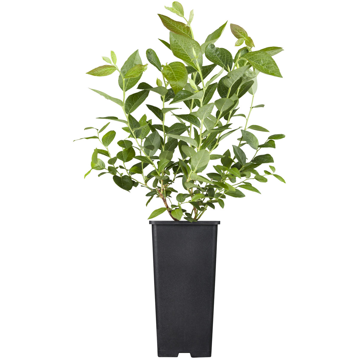 Plantiflor Heidelbeere Topf Durchmesser 17 cm Bild 2