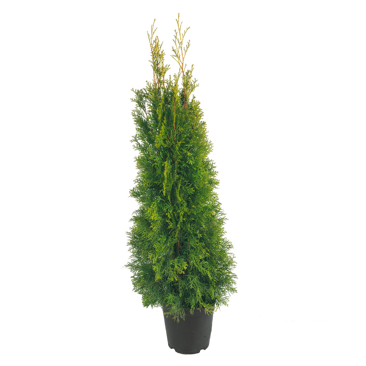 Plantiflor  Lebensbaum Thuja Topf Durchmesser 17 cm