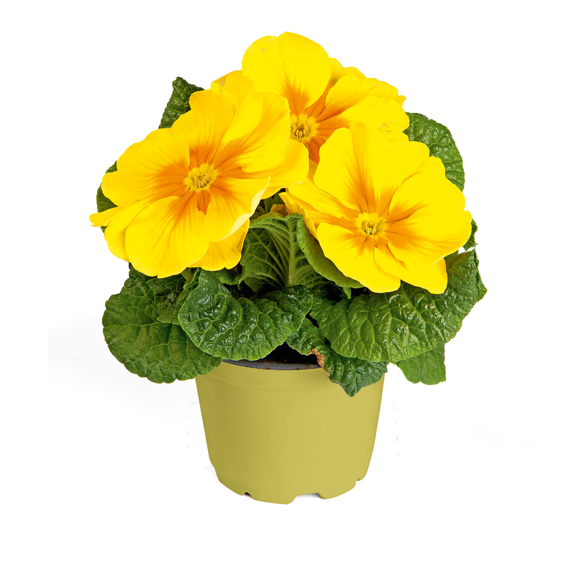 Plantiflor  Primel Topf Durchmesser 10,5 cm Bild 5