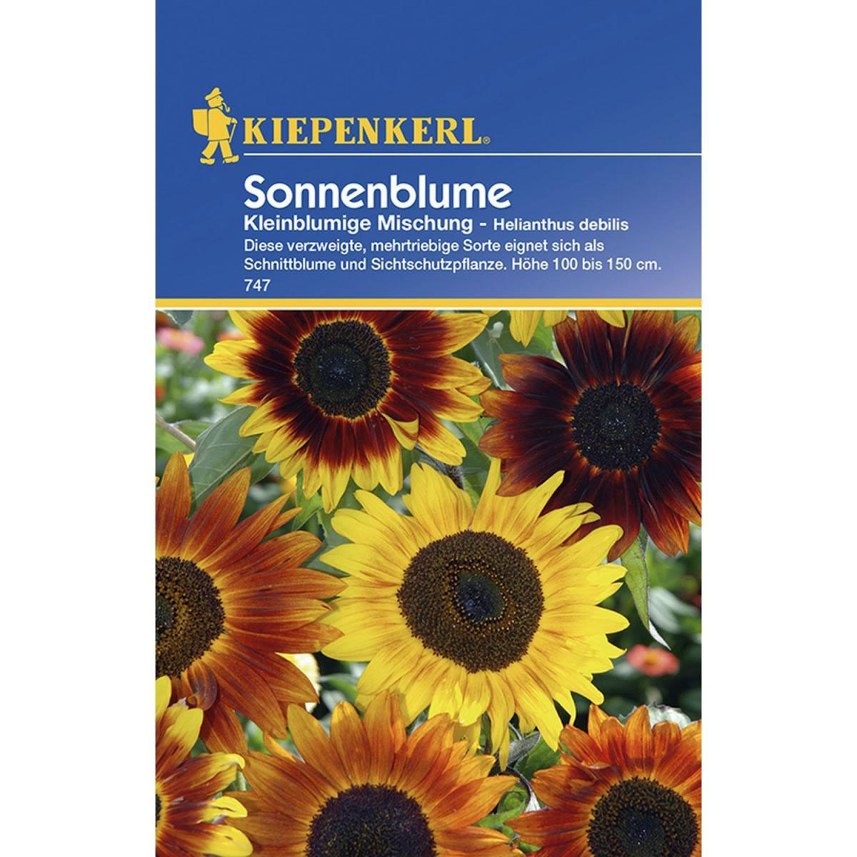 Kiepenkerl Sonnenblumen Helianthus kleinblumige