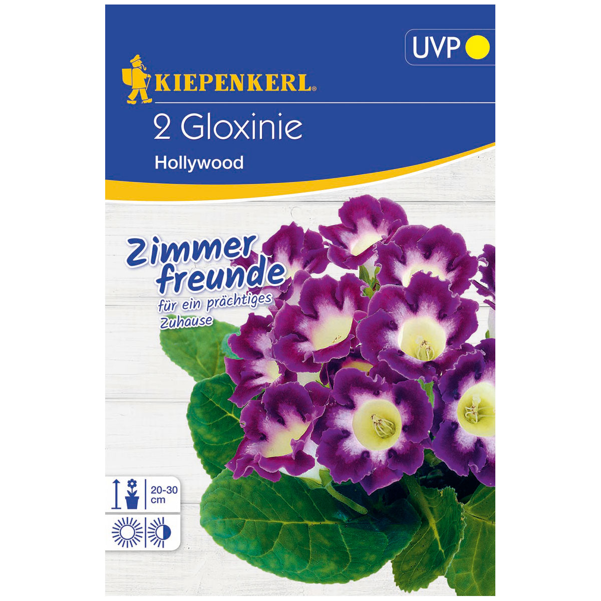 Kiepenkerl Gloxinie Hollywood Größe 5+ 2 Stück Bild 1