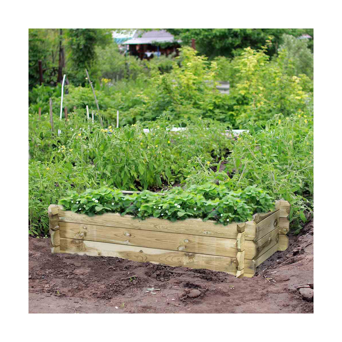 Siena Garden Hochbeet Tom 120 x 60 x 30 cm kesseldruckimprägniert inkl Geotextil Bild 2