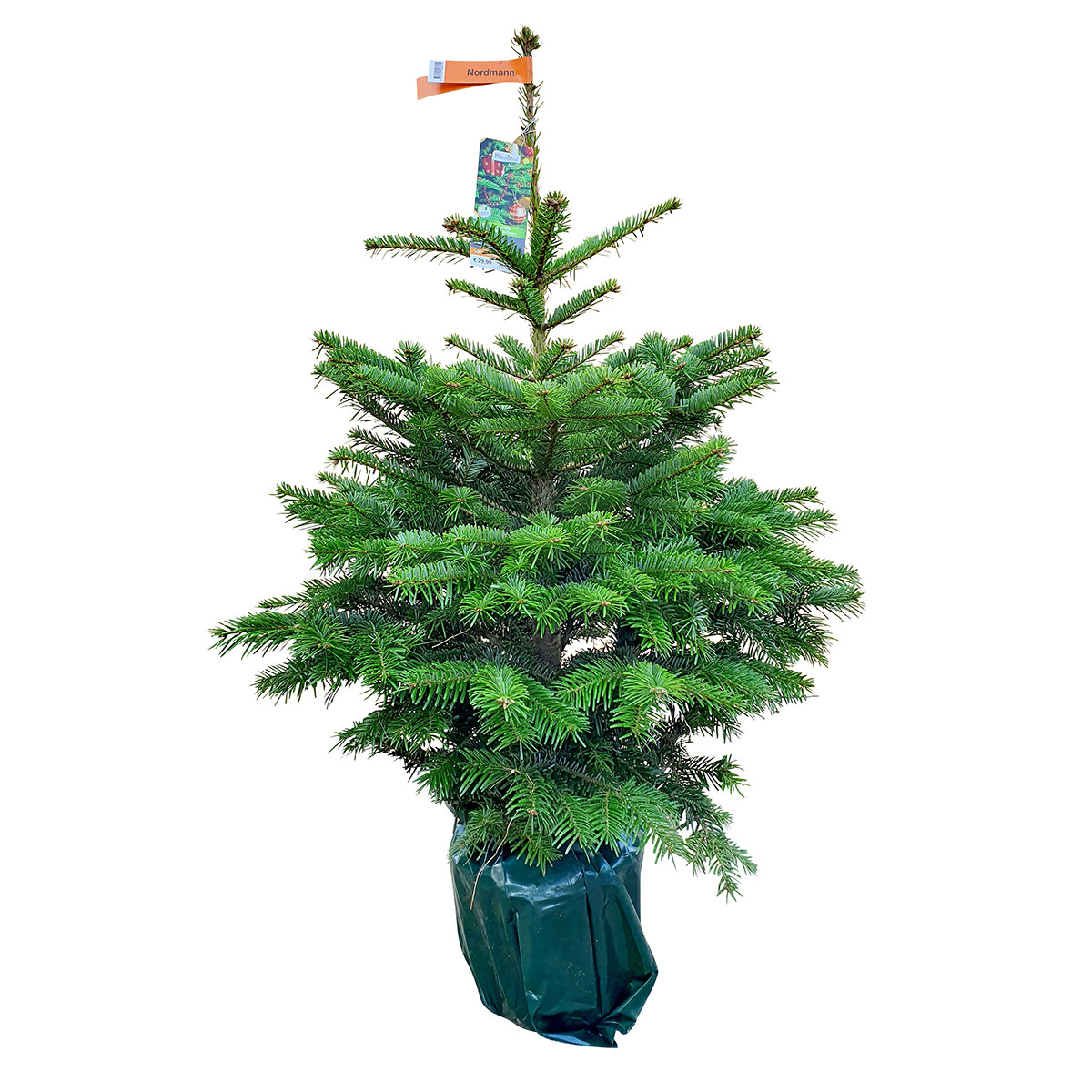 Plantiflor Nordmanntanne topfgewachsen 100-120 cm