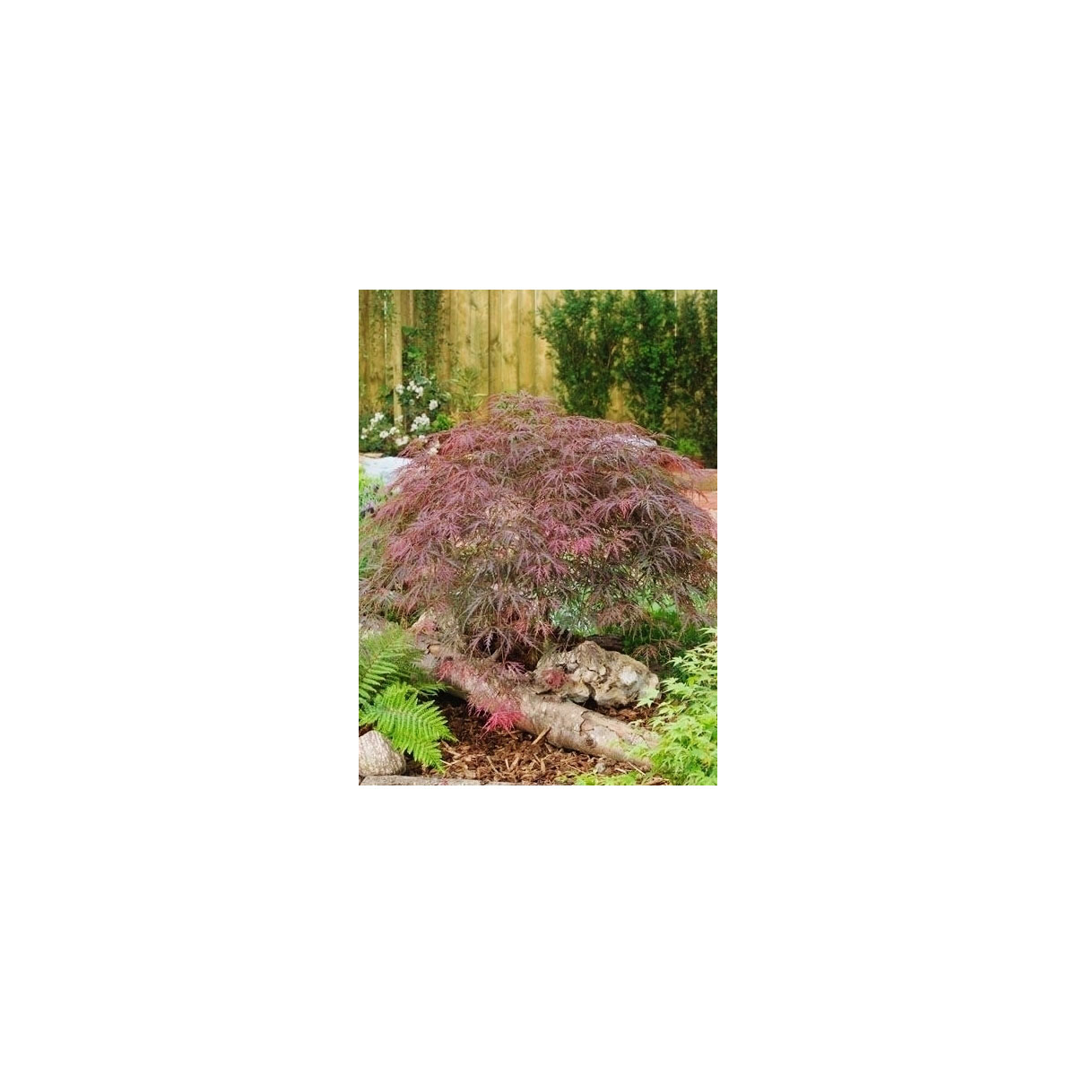 Dunkelroter Schlitzahorn Garnet | K000055109
