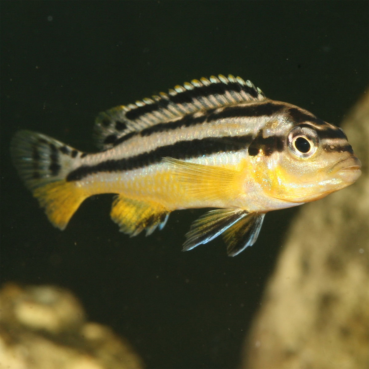 JBL  PRONOVO MALAWI FLAKES M 250ml Bild 4