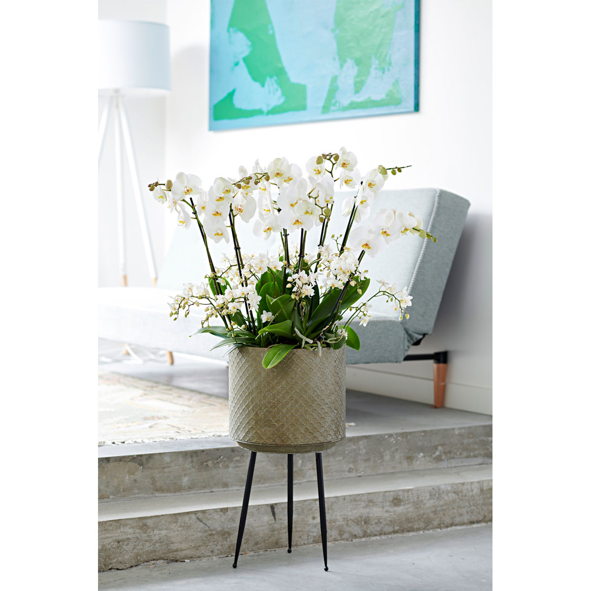 Plantiflor  Schmetterlings-Orchidee 3-Trieber Topf Durchmesser 12 cm Bild 5