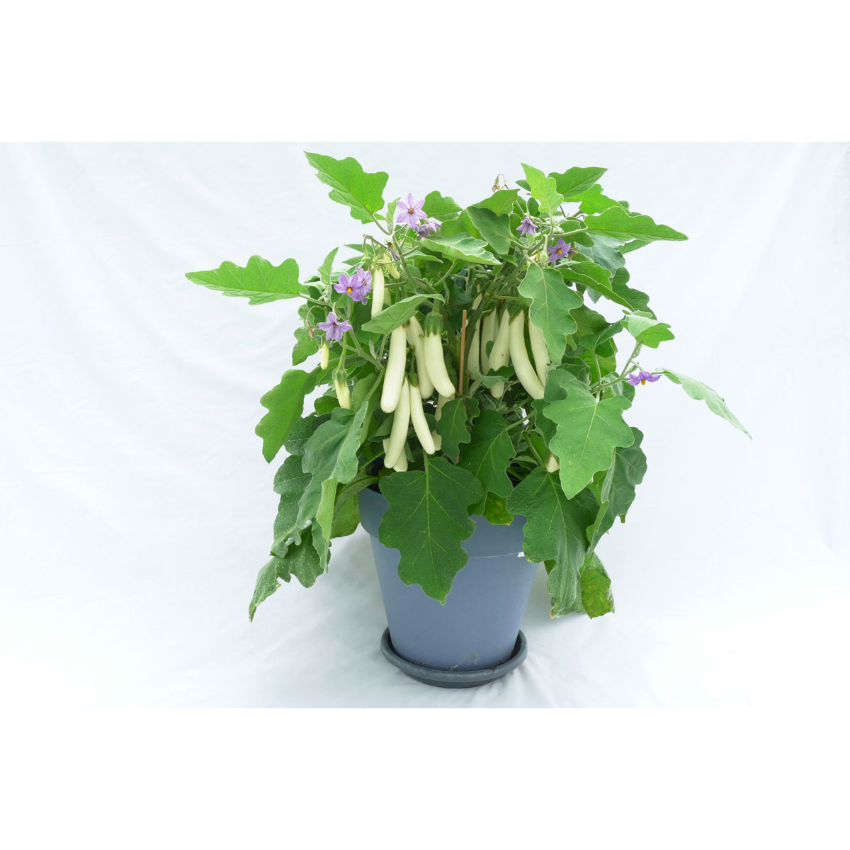 Plantiflor  Balkongemüse Topf Durchmesser 11 cm