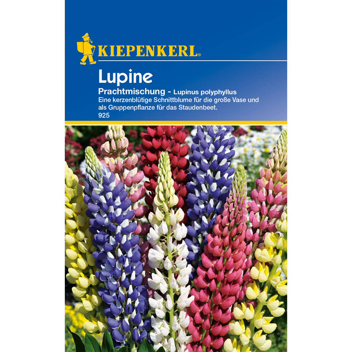 Kiepenkerl Lupinus Polyphyllus Mix