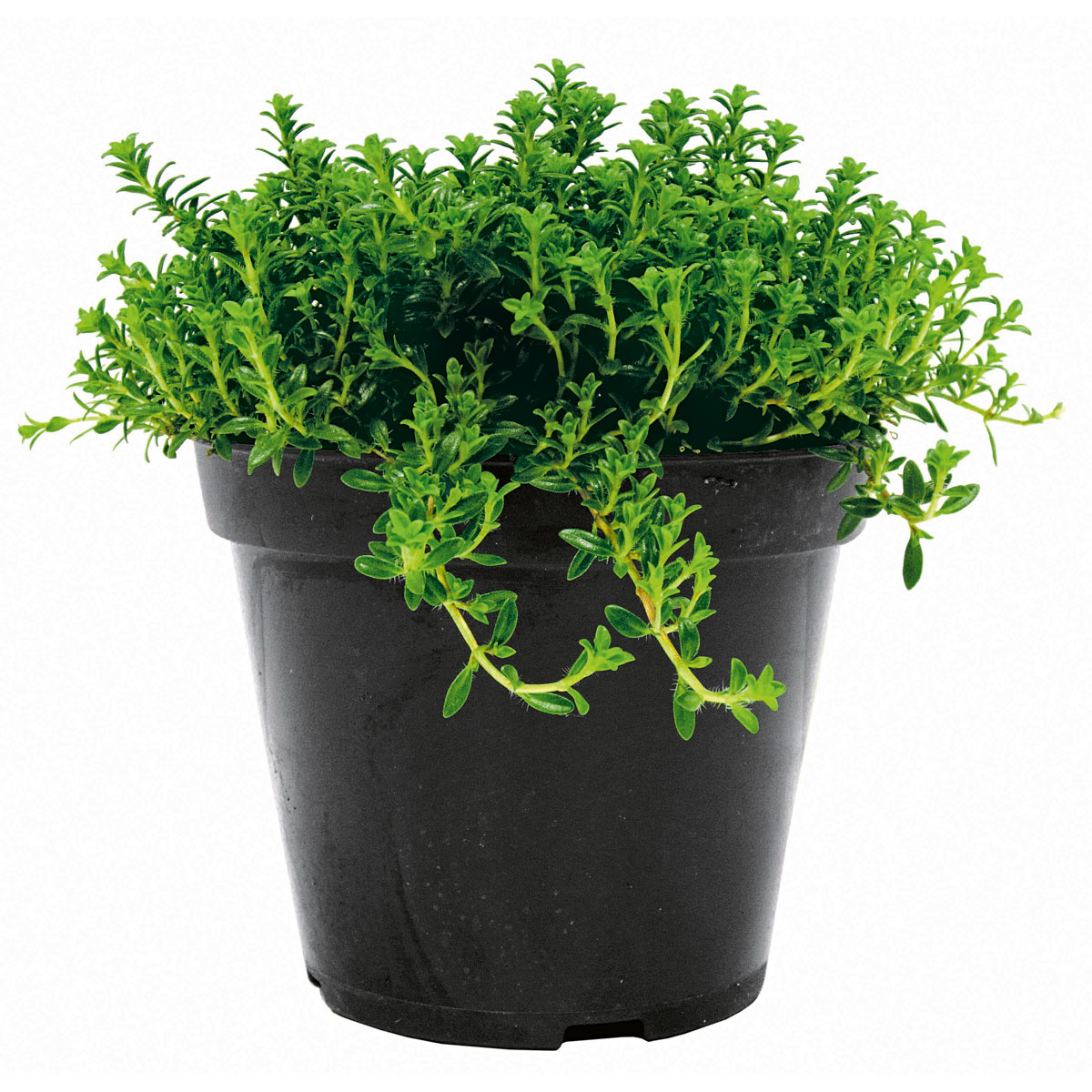 Plantiflor Bohnenkraut T14