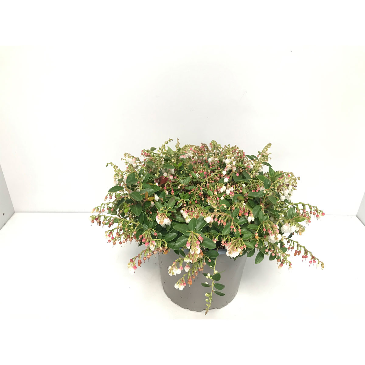 Plantiflor  Scheinbeere blühend Neuzüchtung T17