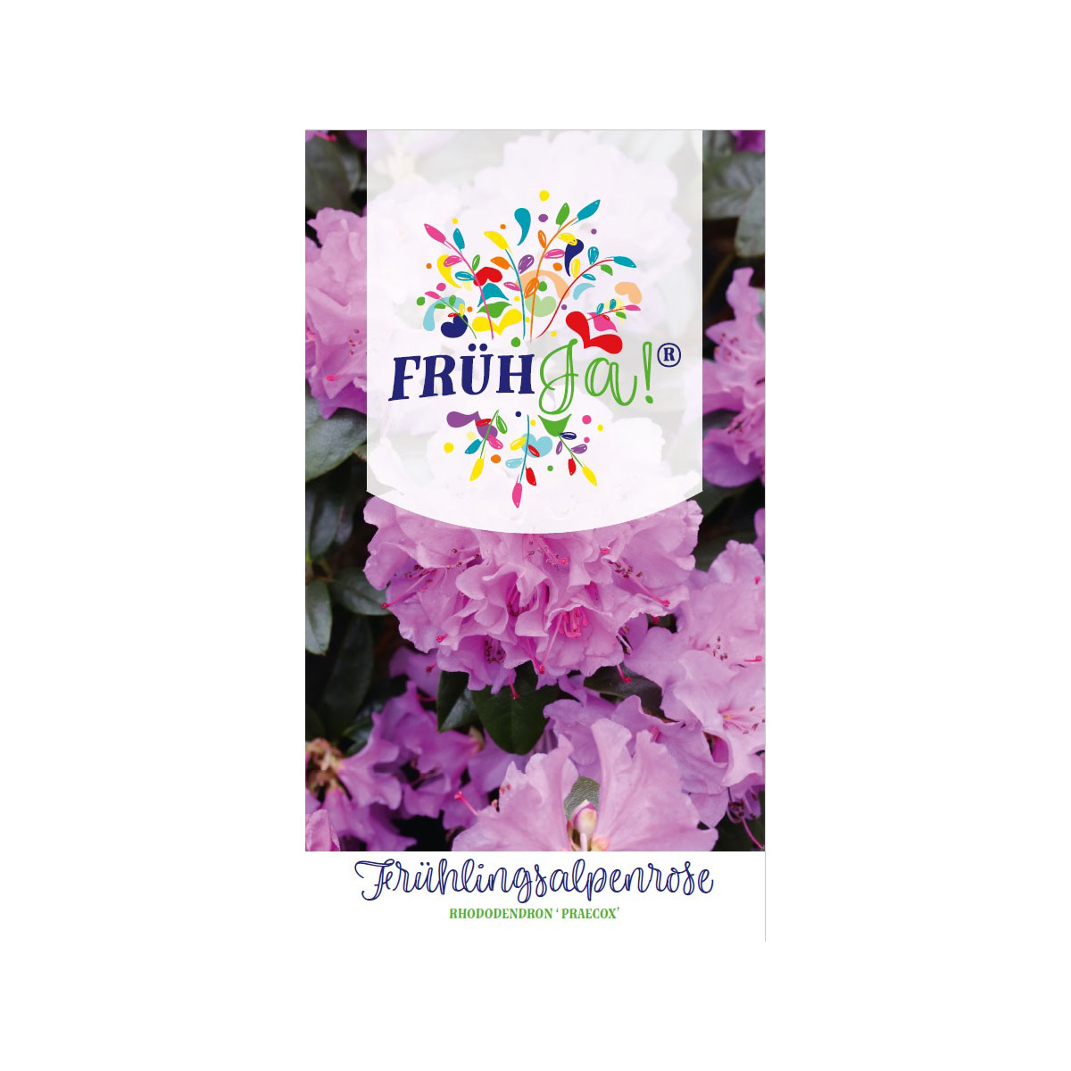 Plantiflor  Vor-Frühlings-Alpenrose Praecox Topf Durchmesser 23 cm