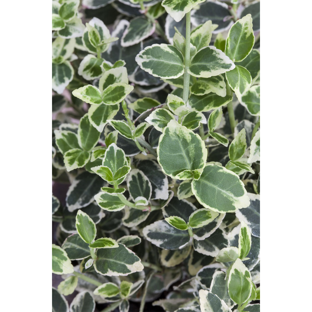 Plantiflor Weißbunter Spindelstrauch Pyramide Topf Durchmesser 23 cm