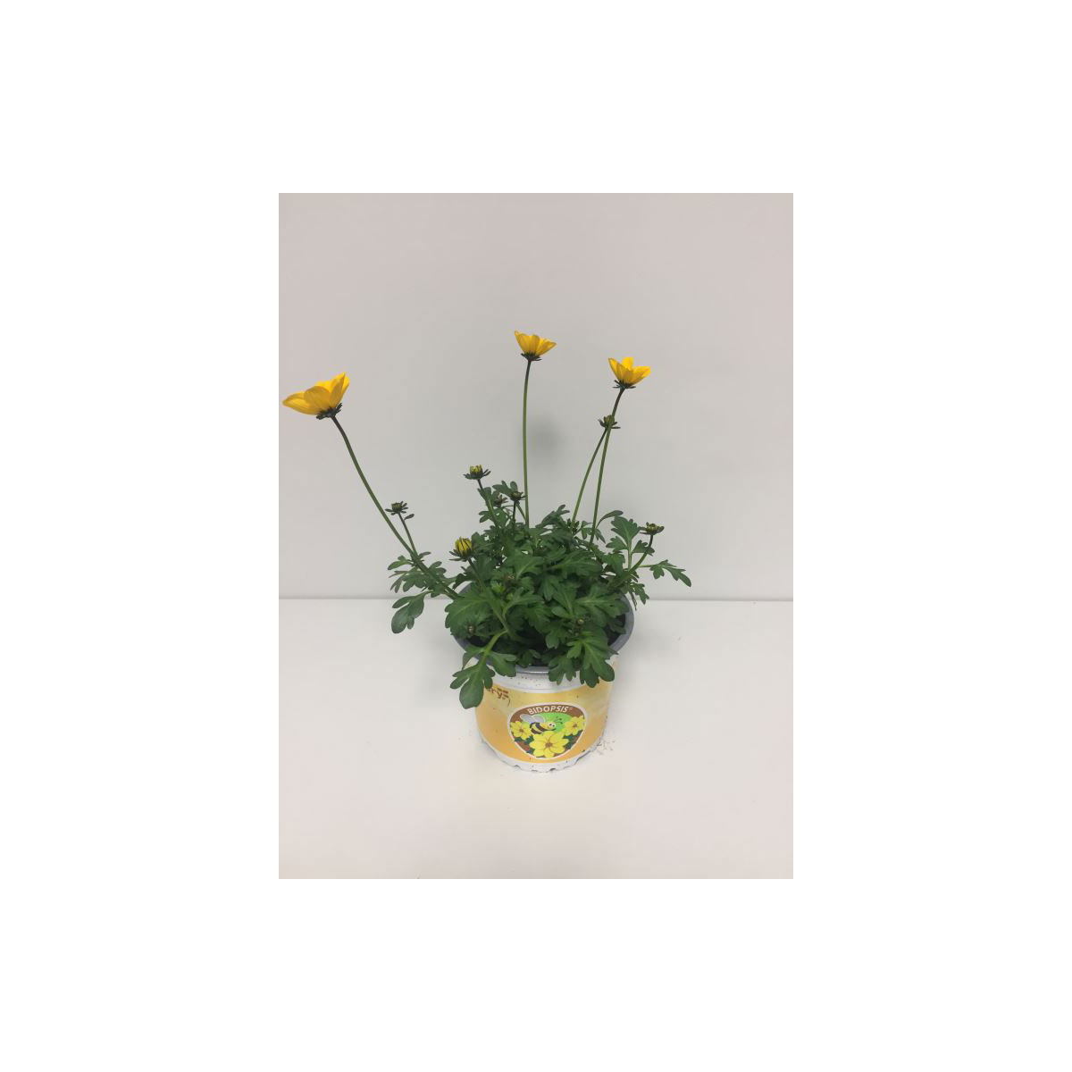 Plantiflor  Bidopsis T13