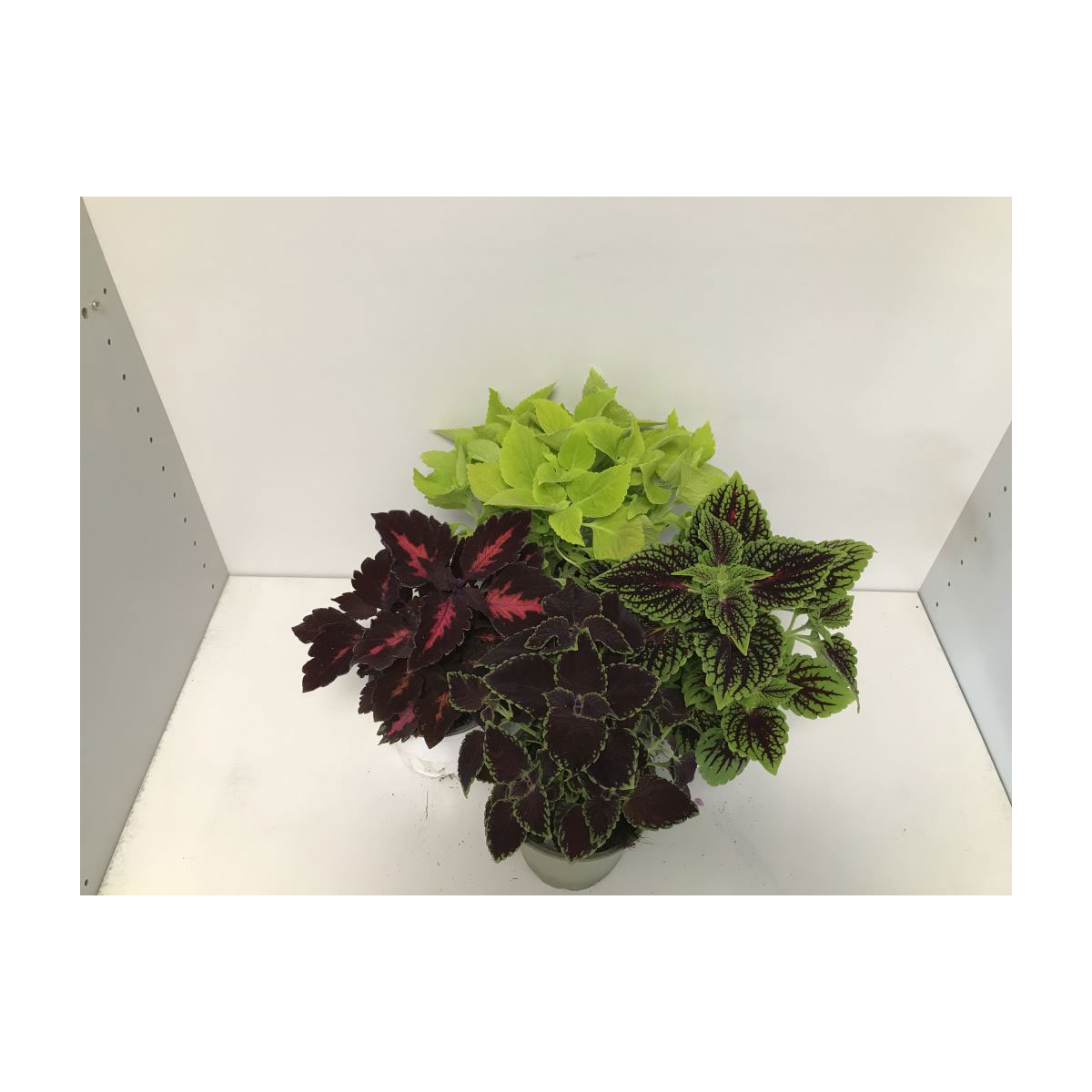 Plantiflor  Buntnessel T12