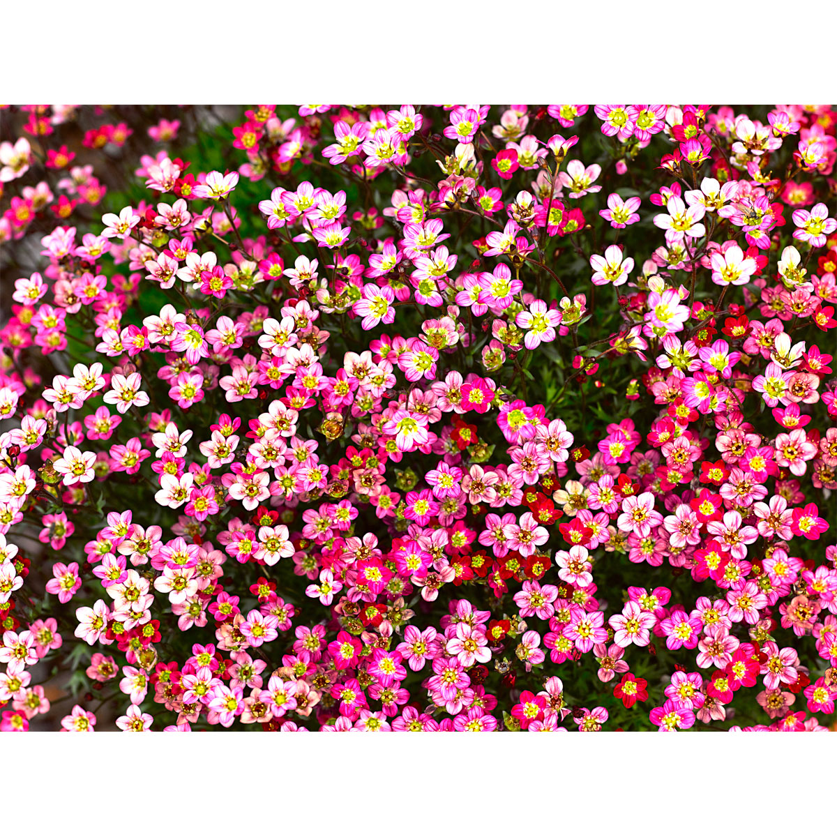 Plantiflor  Steingartenstauden im Topf Durchmesser 13 cm Bild 3