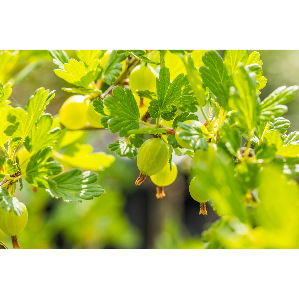 Obststräucher BayWa Bau & Garten