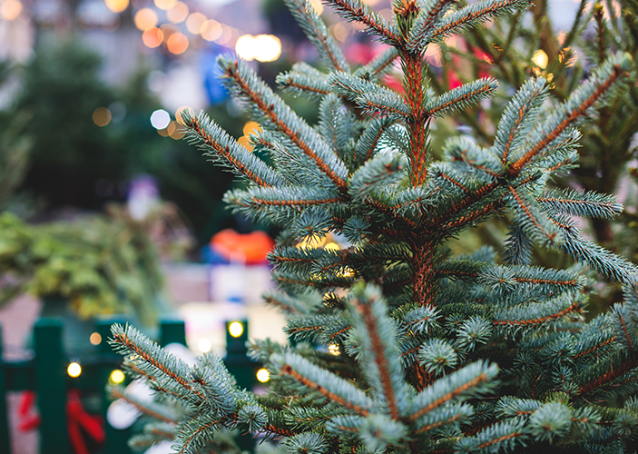 Beleuchteter Tannenbaum Beleuchteter Tannenbaum