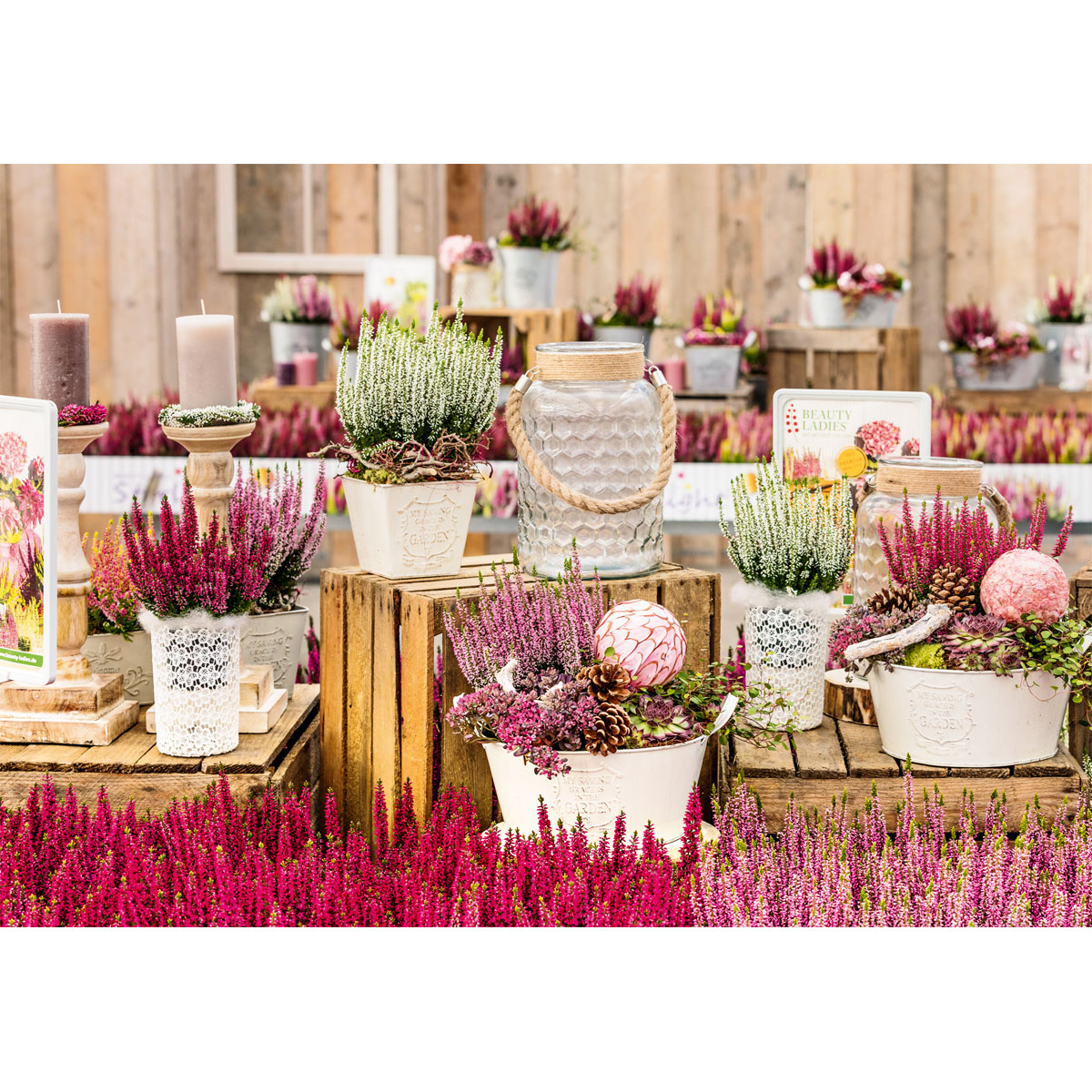 Plantiflor  Knospenheide Beauty Ladies Topf Durchmesser 9,5 cm Bild 7