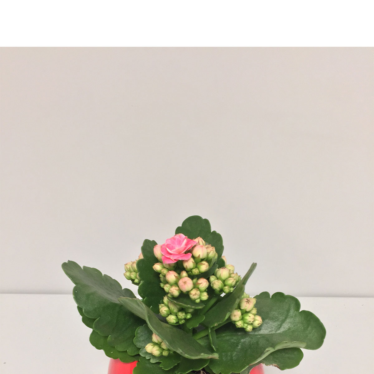 Plantiflor  Flammendes Kätzchen in Herz-Keramik T6 Plantiflor  Flammendes Kätzchen in Herz-Keramik T6