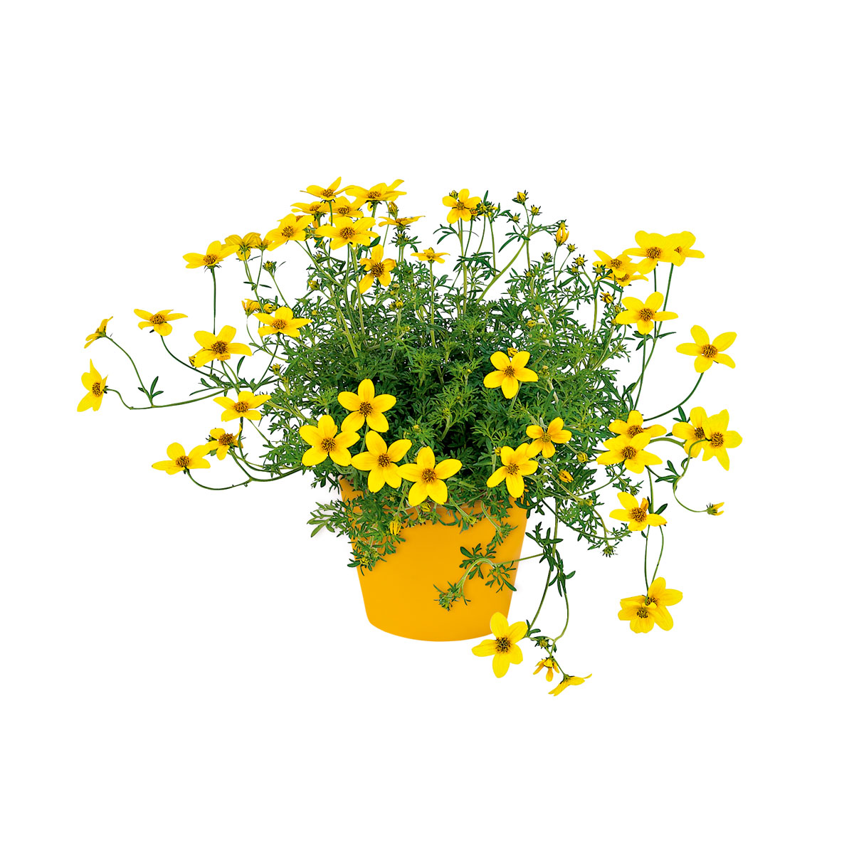 Plantiflor  Goldmarie Topf Durchmesser 13 cm