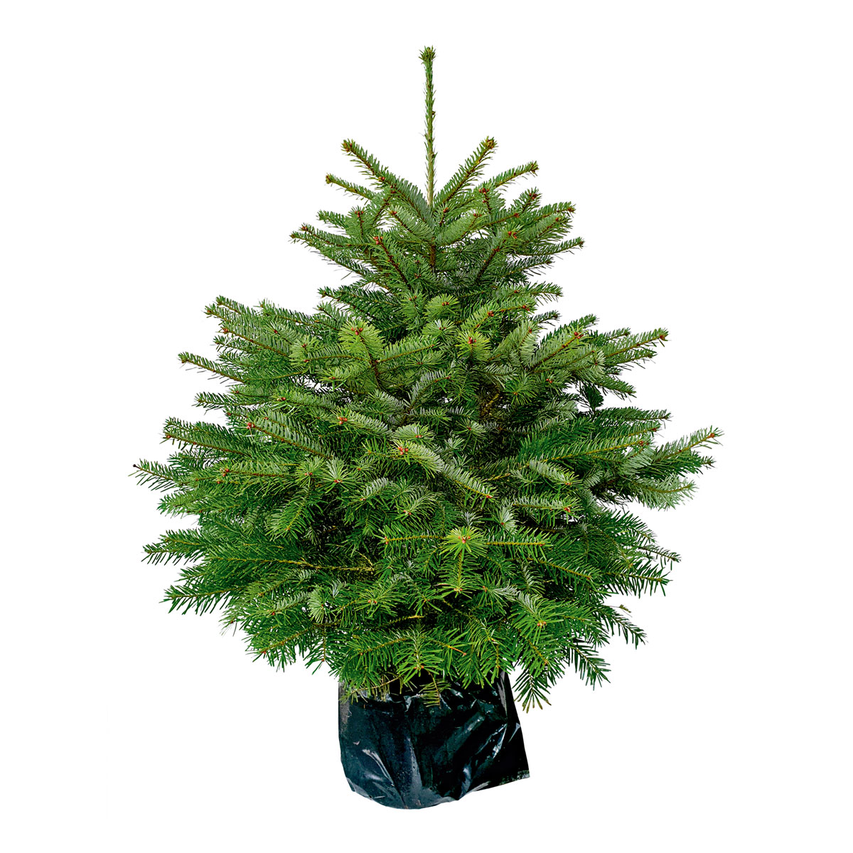 Weihnachtsbäume
