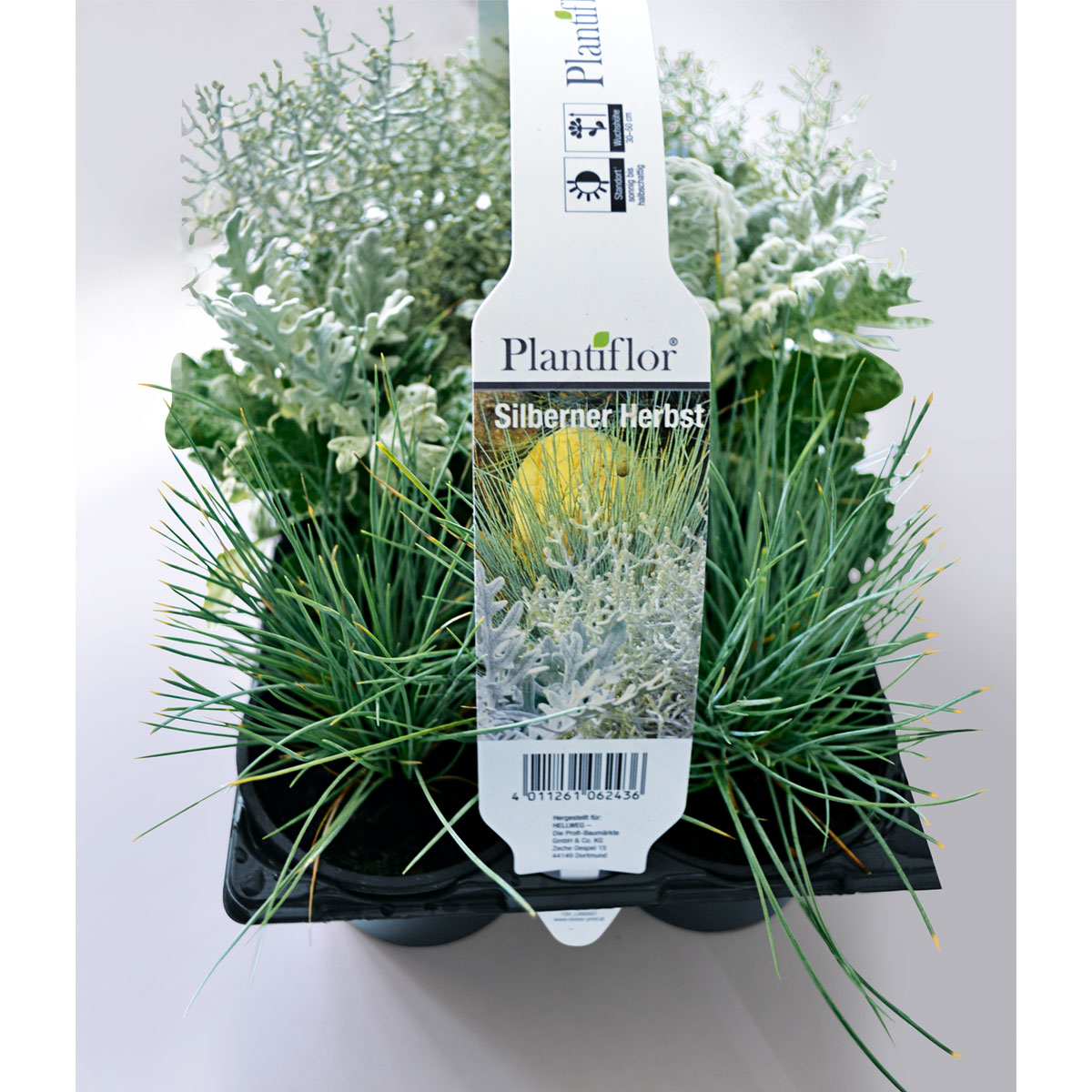 Plantiflor Herbstpflanzen Silberner Herbst 6er-Pack Bild 2