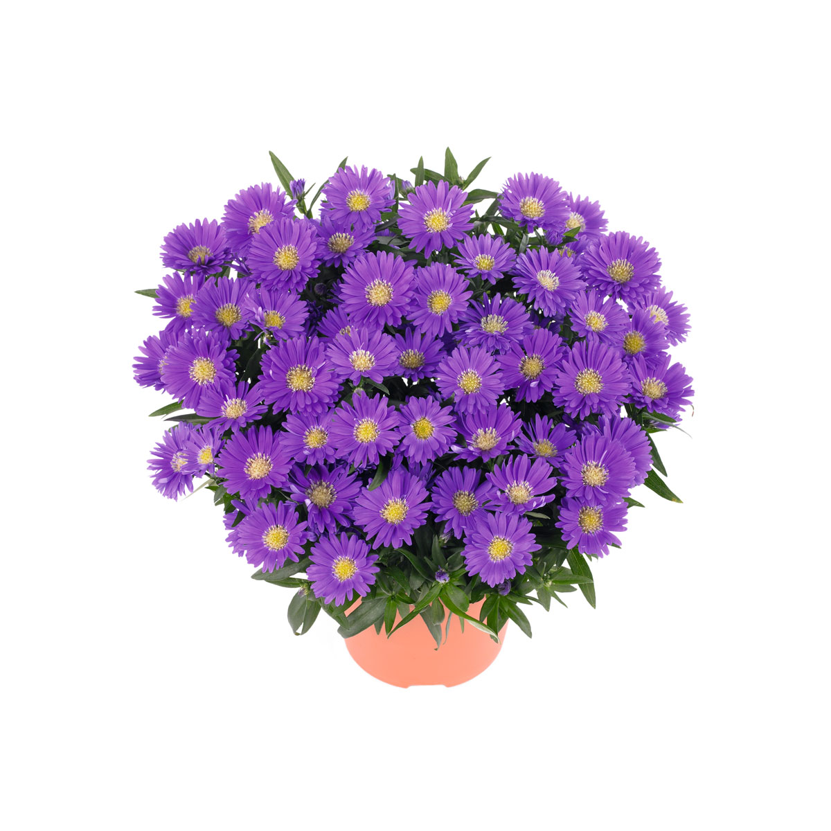 Plantiflor  Herbst-Aster Topf Durchmesser 11 cm
