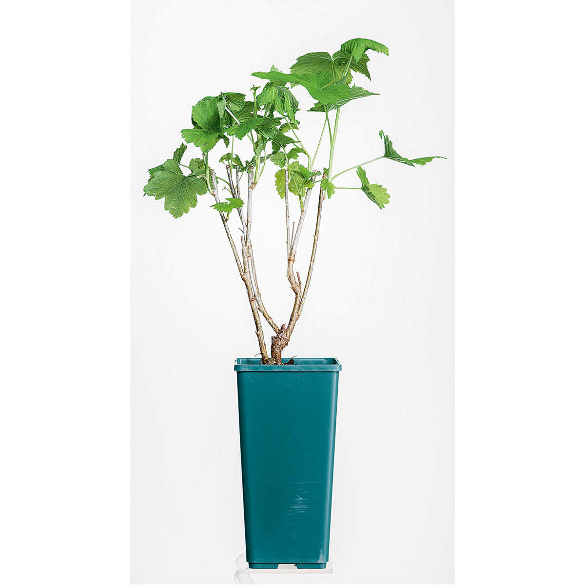 Plantiflor  Johannisbeerstrauch schwarz Topf Durchmesser 17 cm Bild 2