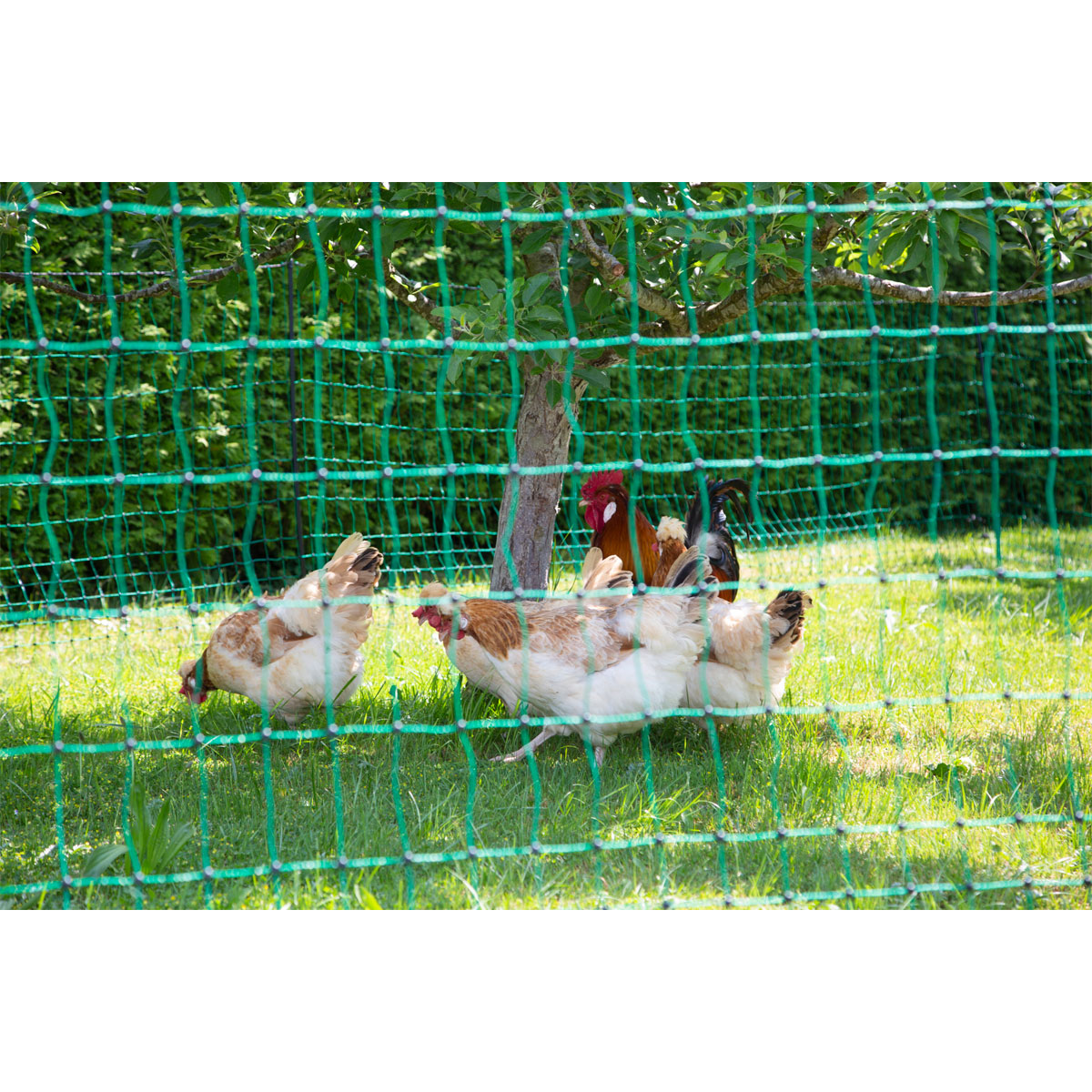 Geflügelnetz PoultryNet Doppelspitze 5000 x 106 cm dunkelgrün Bild 7