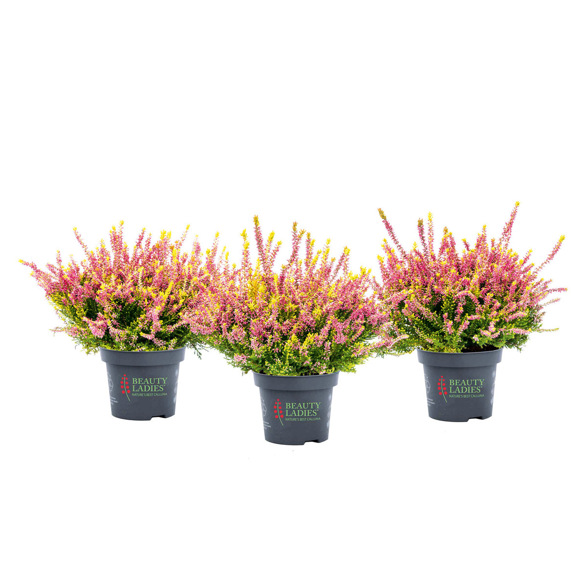 Plantiflor  Knospenheide Beauty Ladies Topf Durchmesser 9,5 cm Bild 4